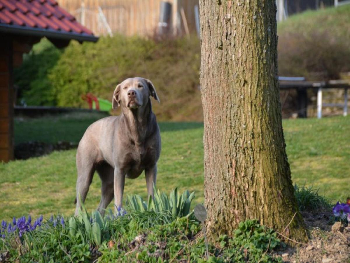 Ferienhof Pfeiffer Buchen  Buitenkant foto